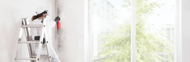 Best Mold Odor Removal Services  in Tallahassee, FL